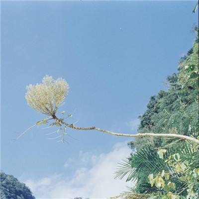 诛仙恋破解版下载
